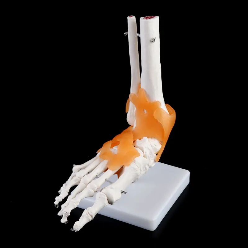 1: 1 Human Skeleton Human Model Joint Medical Anatomy Ankle Ligament Anatomically Teaching Resource Tool