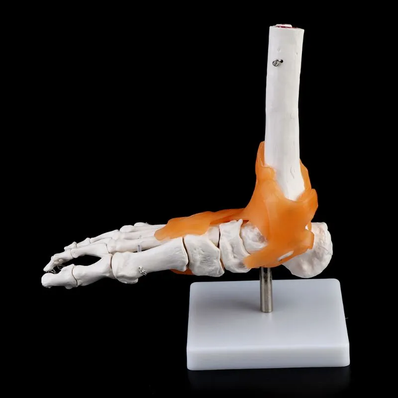 1: 1 Human Skeleton Human Model Joint Medical Anatomy Ankle Ligament Anatomically Teaching Resource Tool