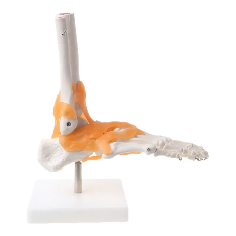 1: 1 Human Skeleton Human Model Joint Medical Anatomy Ankle Ligament Anatomically Teaching Resource Tool