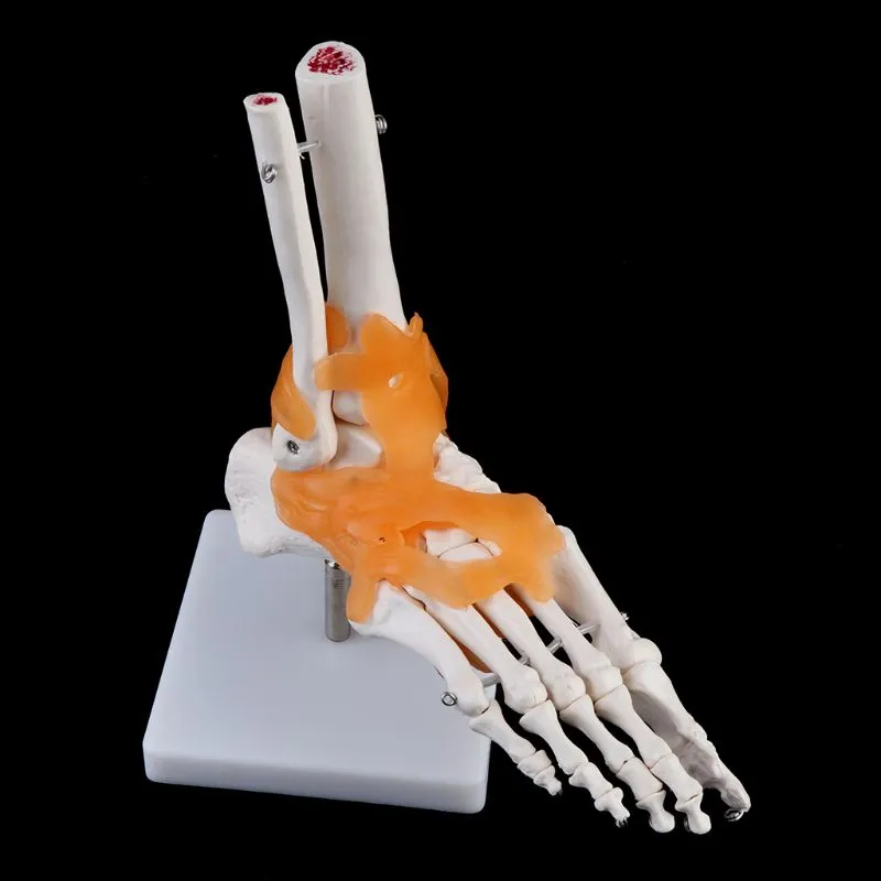 1: 1 Human Skeleton Human Model Joint Medical Anatomy Ankle Ligament Anatomically Teaching Resource Tool