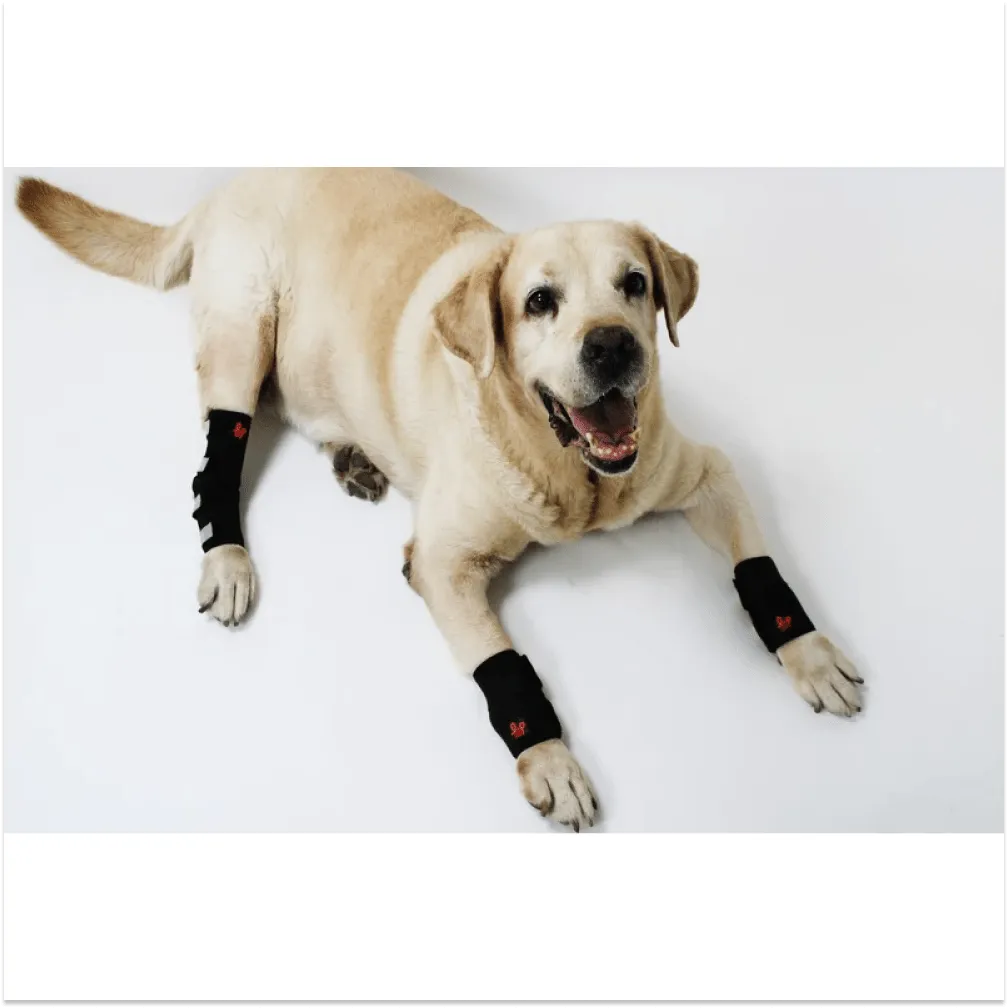 Lana Paws Back Leg Compression Braces for Hock Joint Ankle Support & Mobility for Dogs and Cats (Black)